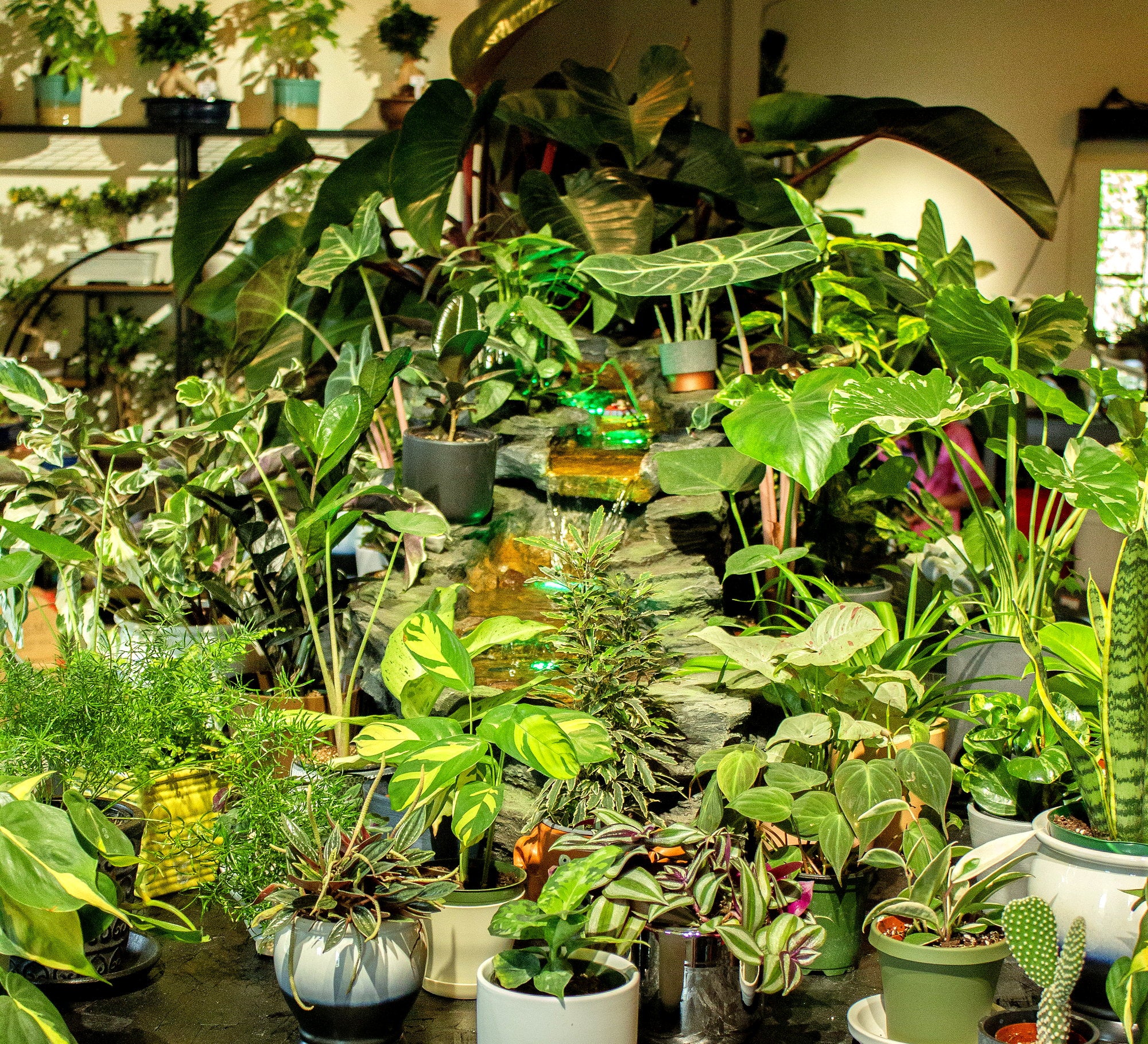 Houseplants displayed at Grounded Gardens
