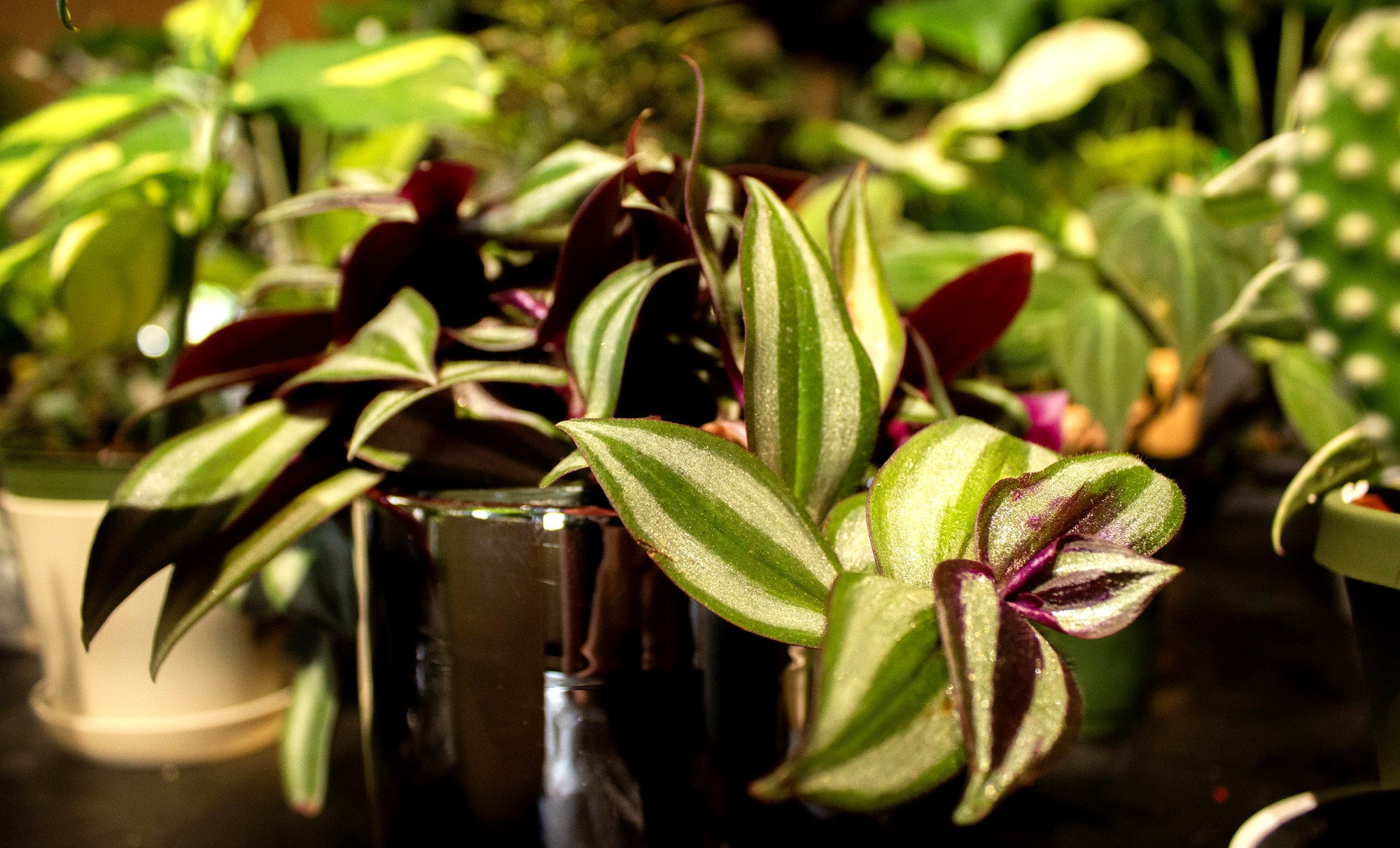 Plants ready for a Grounded Gardens live auction