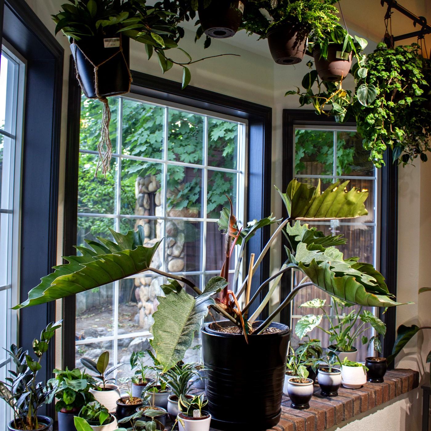 Plants by the windows inside Grounded Gardens