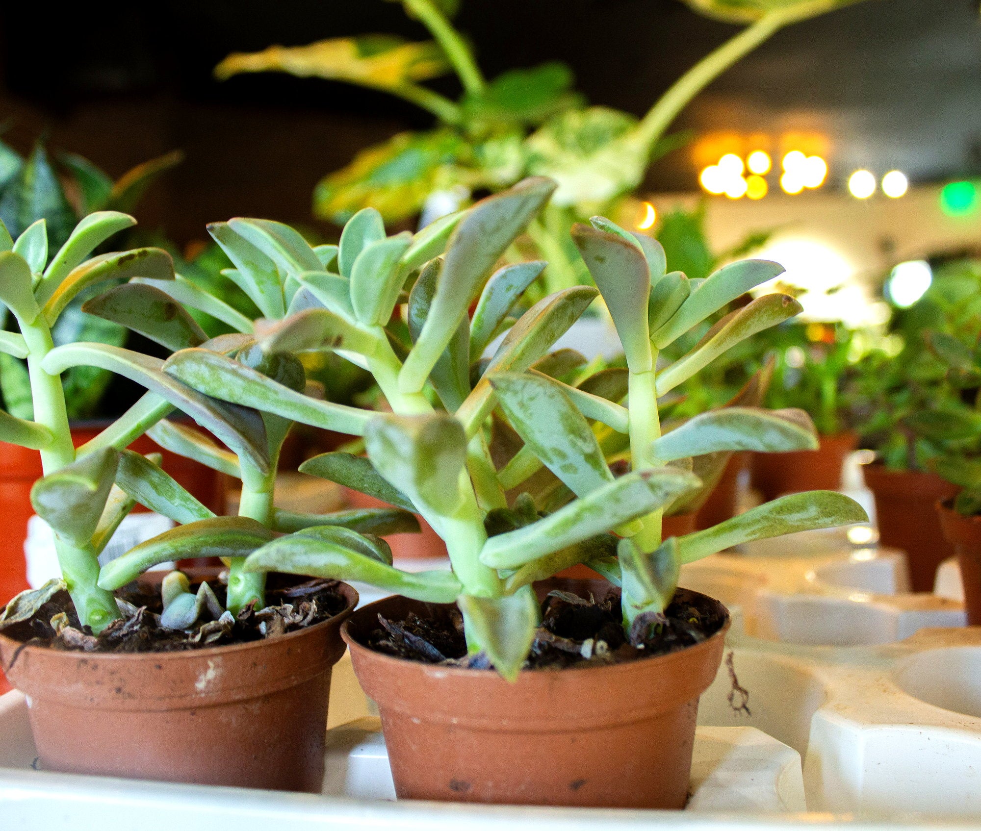 Grounded Gardens plants featured in live auctions